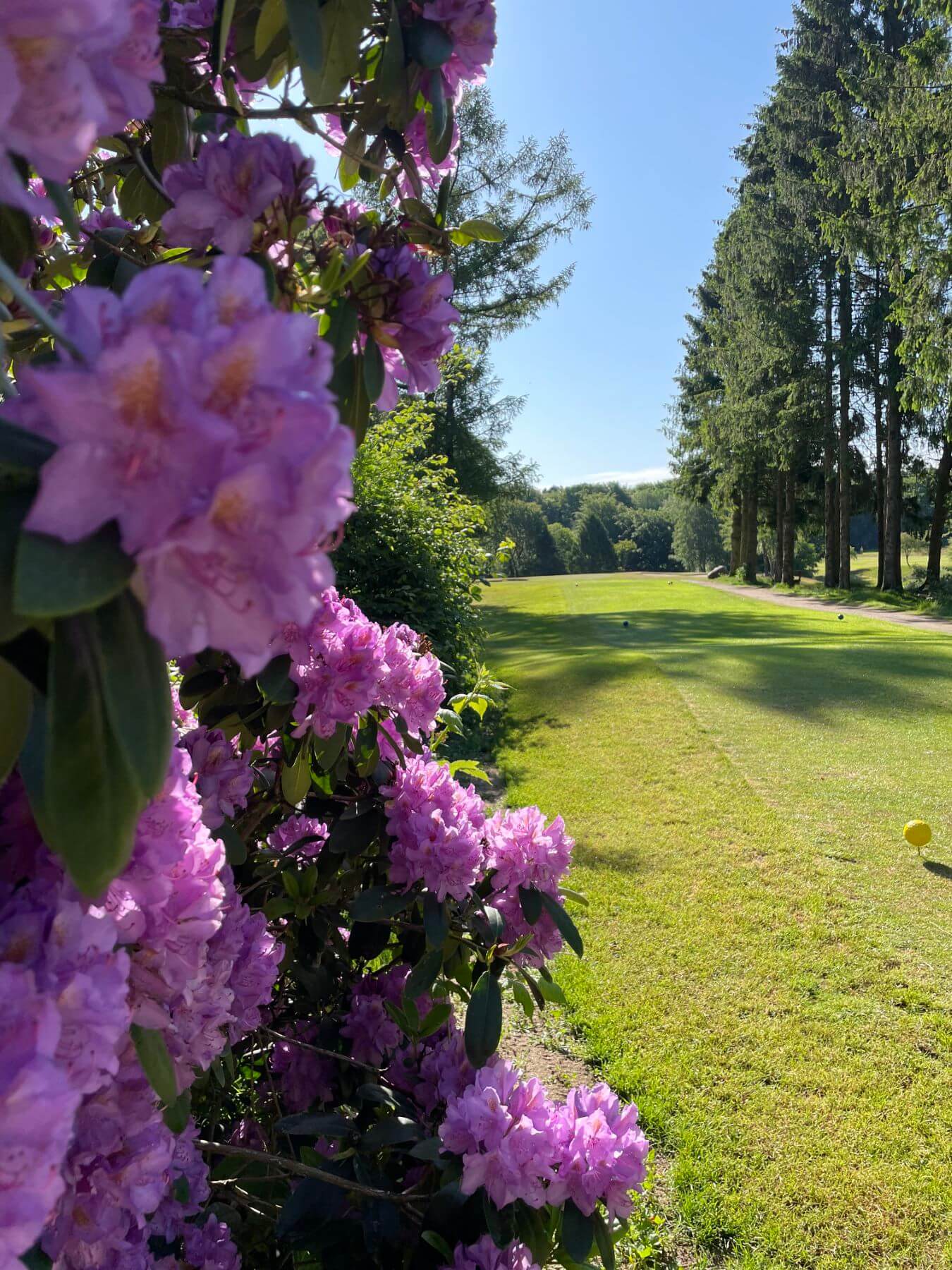 Ein Weg auf einem Golfplatz ist von blühenden, lila Rhododendronbüschen und hohen Nadelbäumen gesäumt. Der Himmel ist klar und blau, und die Sonne scheint.