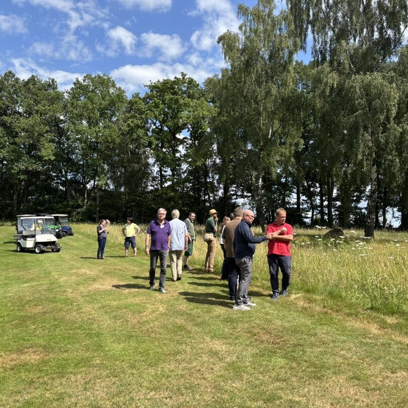 Wilde Möhre stand voll in der Blüte, darauf sitzt eine Möhrenfliegen
