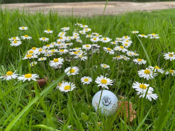 Golfball Golfclub Hoisdorf IMG 6969 Golfball Golf-Club Hoisdorf