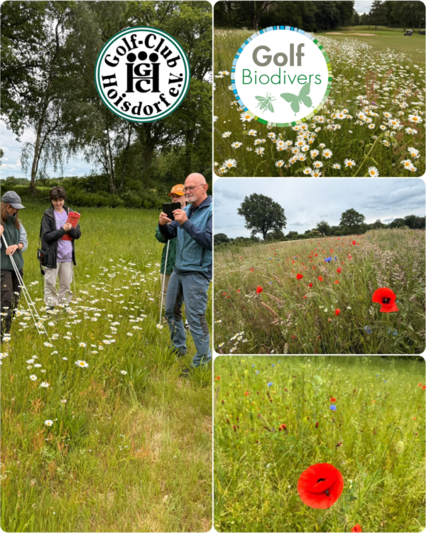 Collage GolfBiodivers Blühflächen Begutachtung