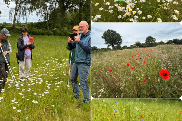 Collage GolfBiodivers Blühflächen Begutachtung