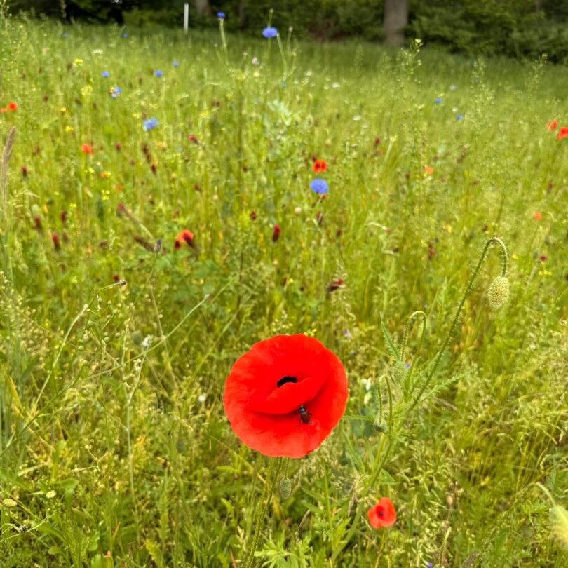 Mohn- und Kornblume Bahn 12 GC Hoisdorf
